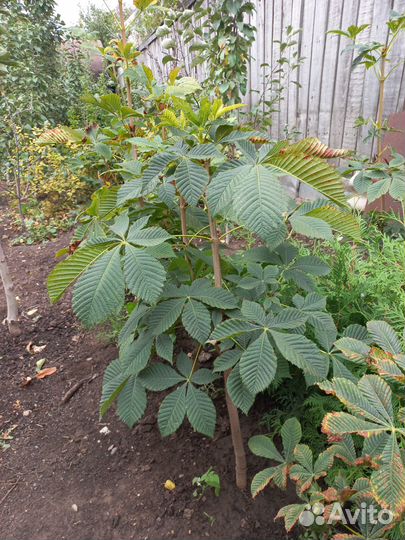 Тополь пирамидальный