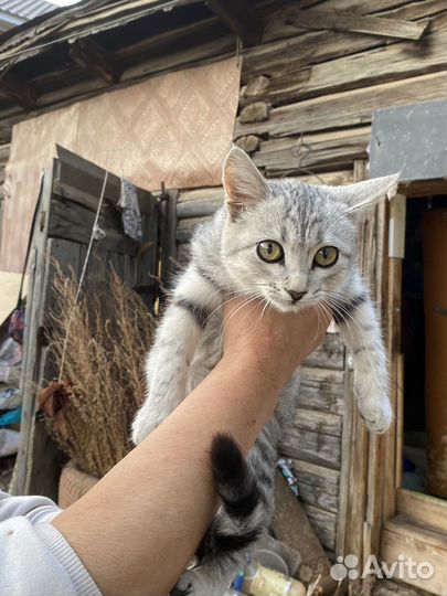 Котенок серебристый табби