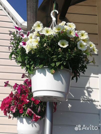 Рассада, цветы, ягоды,кустарники