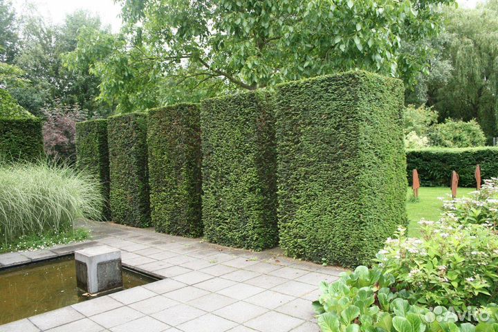 Бирючина для изгороди