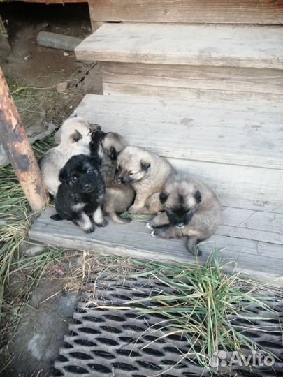 Щенок в добрые руки