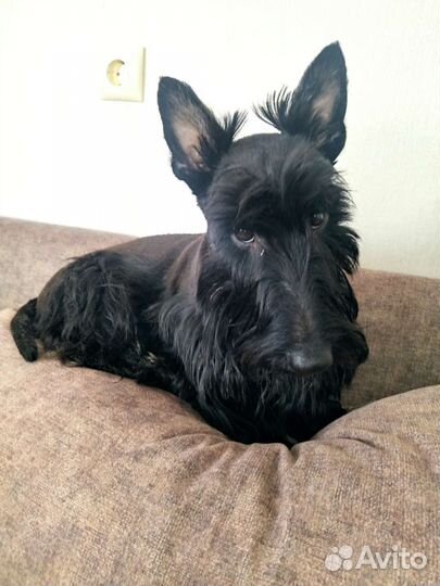 Скотч-терьер девочка ищет кавалера