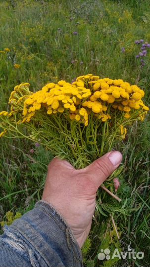 Лекарственные травы