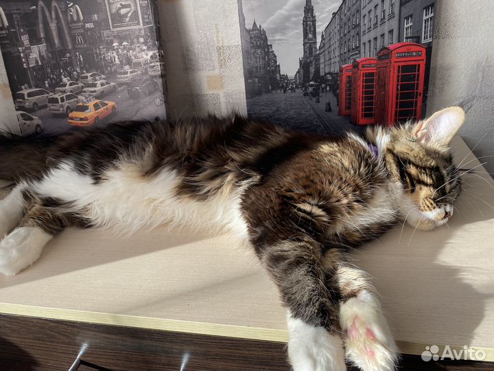 Вязка - кот мейкун