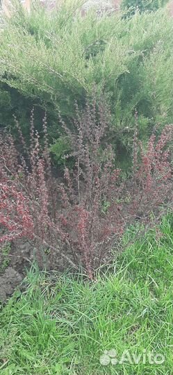 Барбарис тунберга