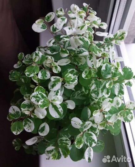 Брейния снежная