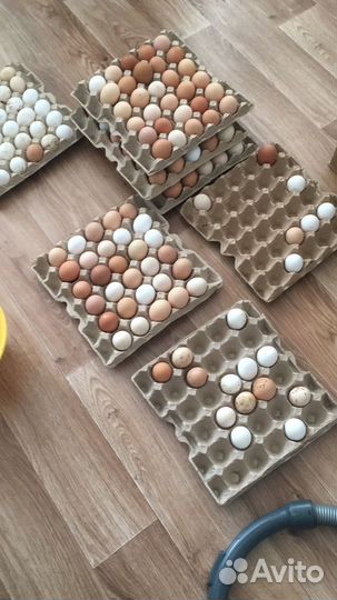 Домашние куриные яйца