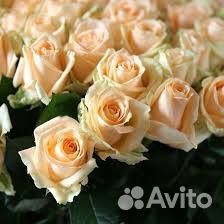 Кремовые розы 31 роза 51 роза 75 роз