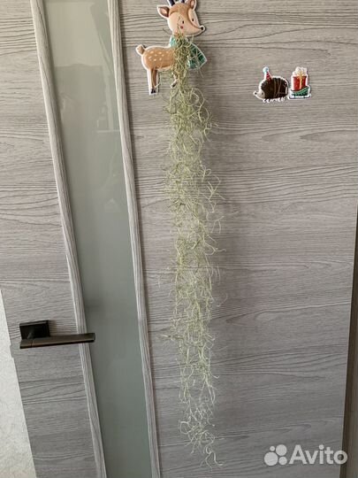 Тилландсия уснеевидная