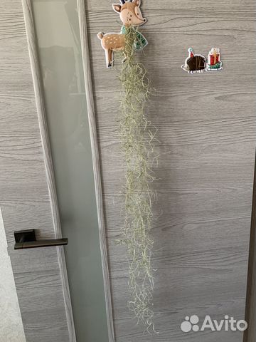 Тилландсия уснеевидная