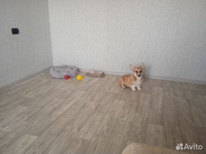 Корги щенок девочка