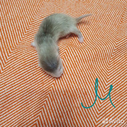 Щенки хорька