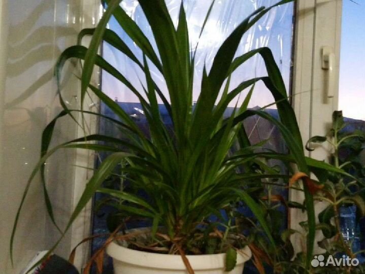 Красивый цветок