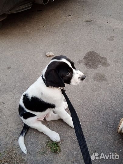 Щенок гончей