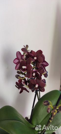 Орхидея Phal. Natsume’s Berry exclusive