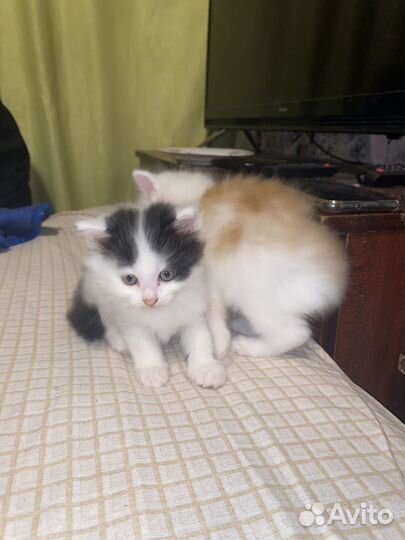 Котята отдам бесплатно