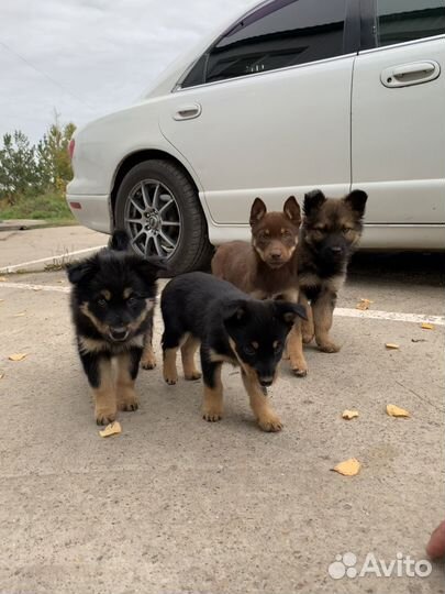 Щенки бесплатно