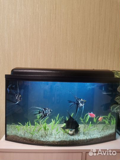 Аквариум