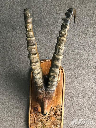 Рога козерога