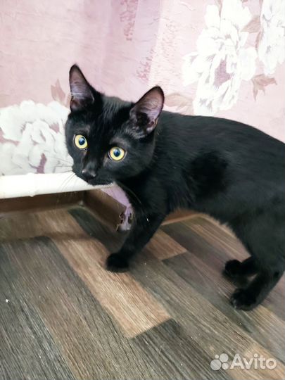 Котёнок