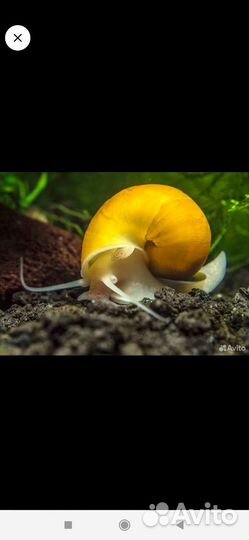 Улитки ампулярии