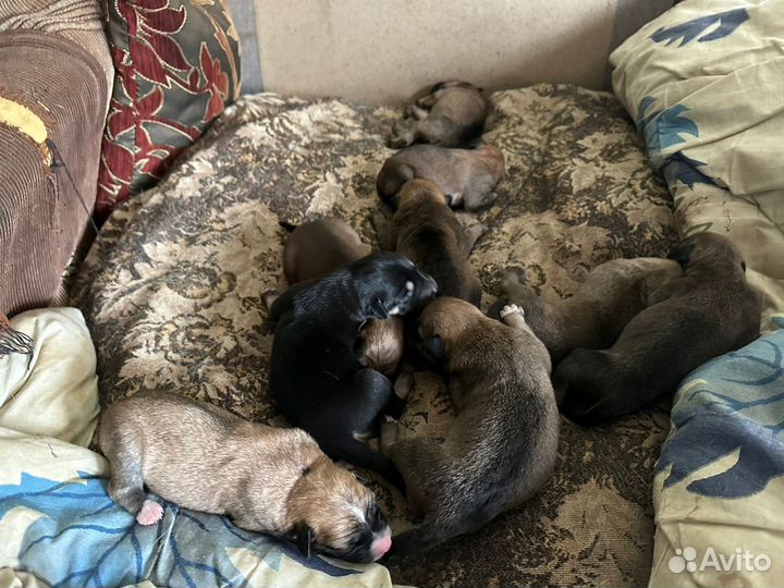 Щенки в добрые и заботливые руки