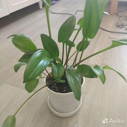 Комнатные цветы