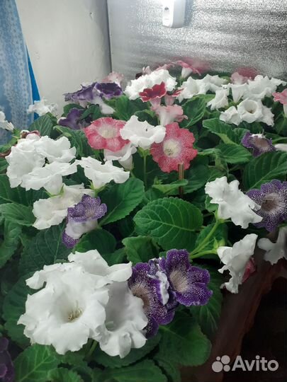 Глоксиния цветущая