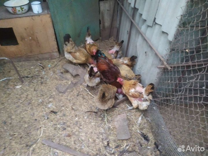 Куры молодки несушки и петухи