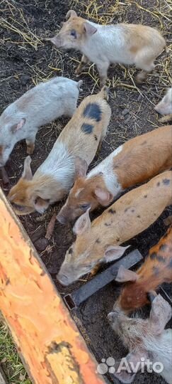 Поросята 2 мес.Берете 4 пятый В подарок