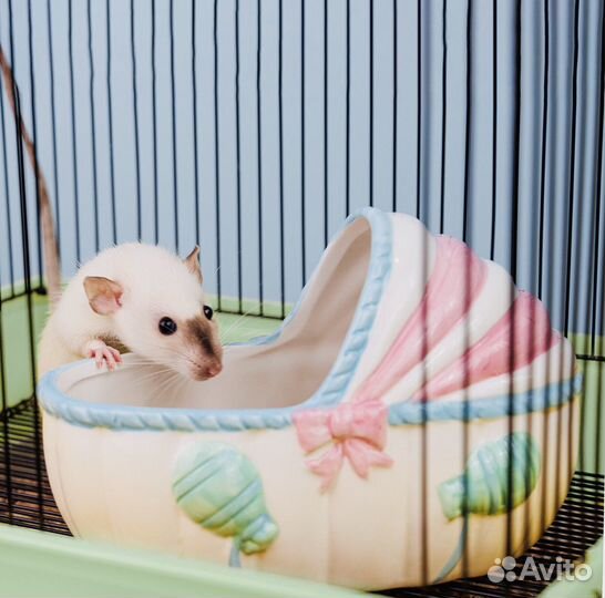 Ванночка для купания мелких грызунов