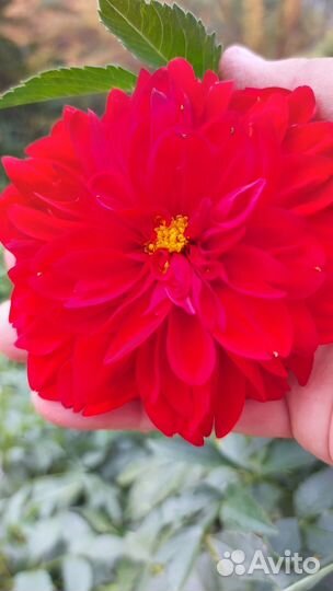 Георгины клубни многолетние