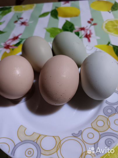 Инкубационное яйцо кур