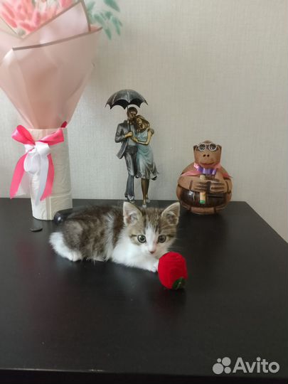 Котёнок 1,5 мес