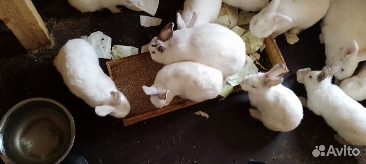 Кролики новозеландские белые