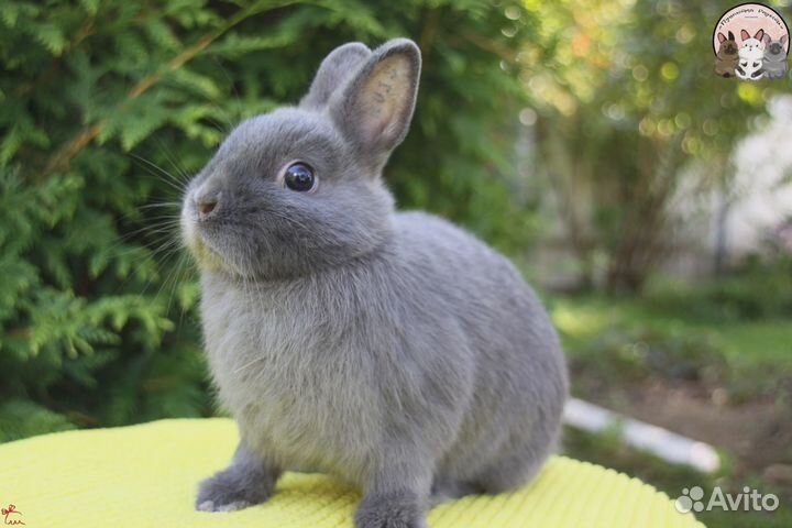 Нидерландский карликовый кролик девочка