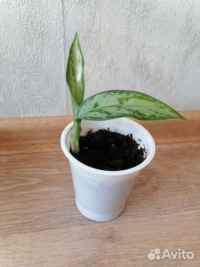 Строманта триколор