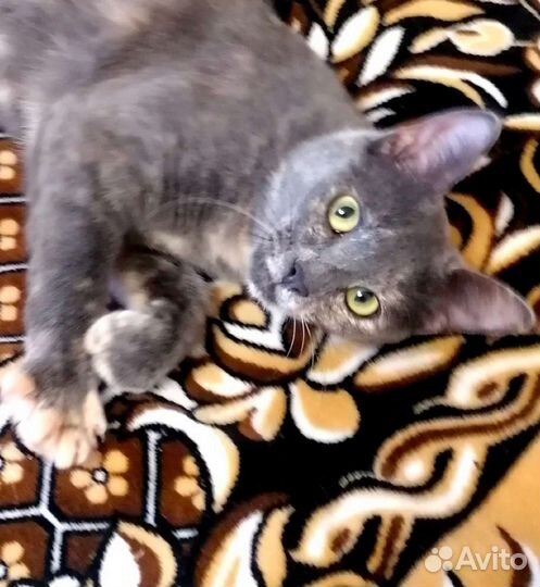 Кошка в добрые руки