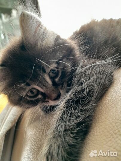 Отдам в добрые руки котенка