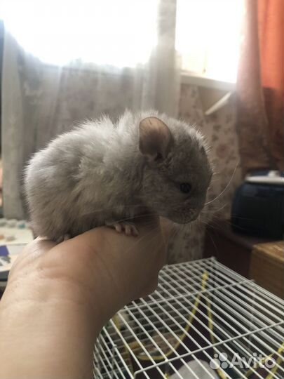 Шиншилла