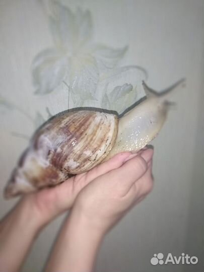 Улитки ахатины большие