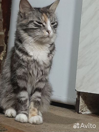 Кошки мейн-кун