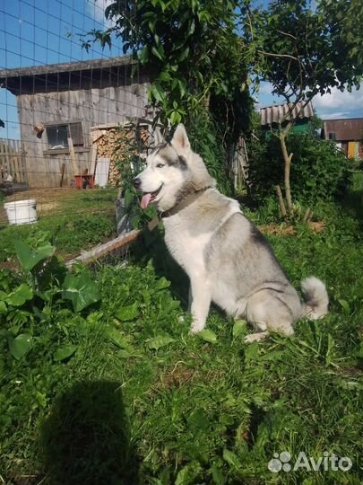 Мальчик, сибирский хаски для вязки