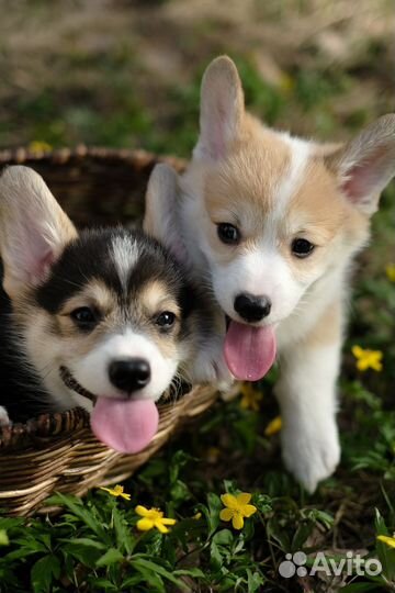 Щенки корги пемброк
