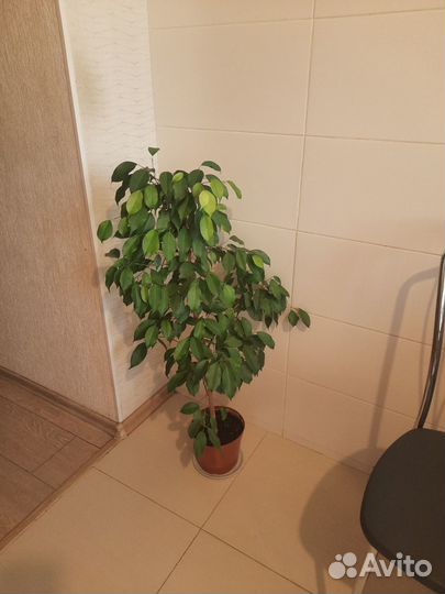 Фикус бенджамина