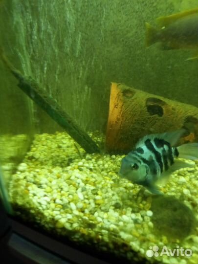 Сапфировый попугай