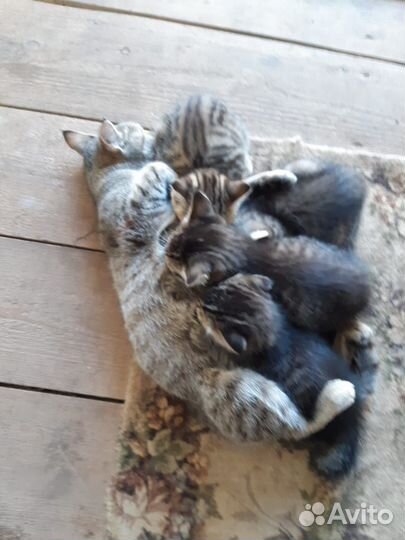 Котята в добрые руки