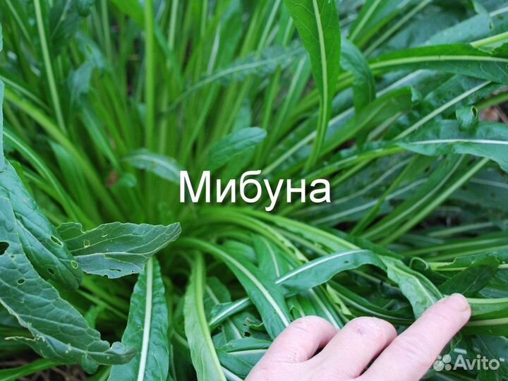 Капуста Косаитай, Мибуна, А-чой, Сычуаньская