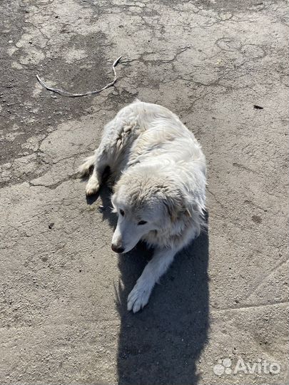 Маремма абруццкая овчарка