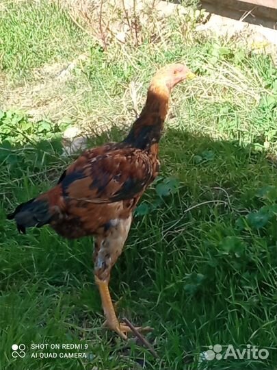 Бойцовая птица